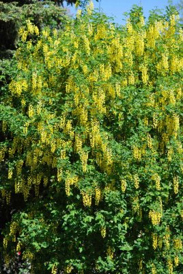 Laburnum anagyroides - štědřenec odvislý - kvetoucí habitus
